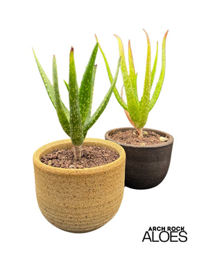 Aloe dawei × Aloe ngobitensis