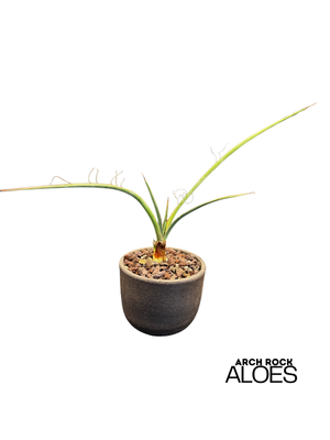 Yucca potosina