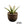 Agave shawii var. goldmaniana seed-grown specimen with broad blue-green foliage and spines potted in dark ceramic vessel.