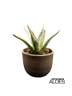 Agave shawii var. goldmaniana seed-grown specimen with broad blue-green foliage and spines potted in dark ceramic vessel.