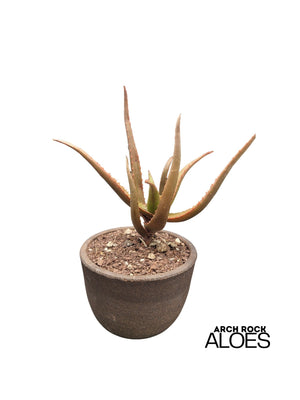 Aloe ‘Guinan’