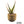 Aloe labworana hybrids