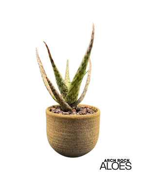 Aloe labworana hybrids