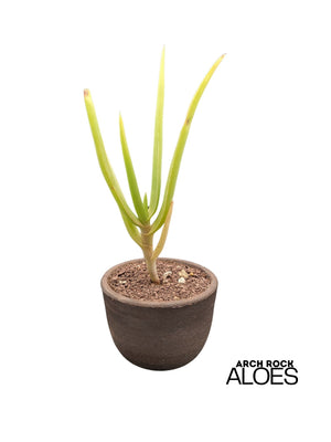 Aloe sabaea