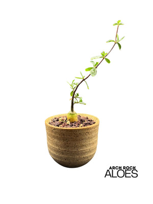 Fockea edulis