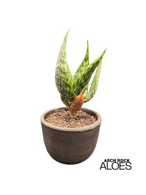 Aloe harlana