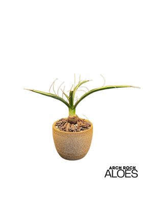 Yucca carnerosana — Seed Grown | Giant Spanish Dagger