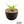 Agave ghiesbreghtii