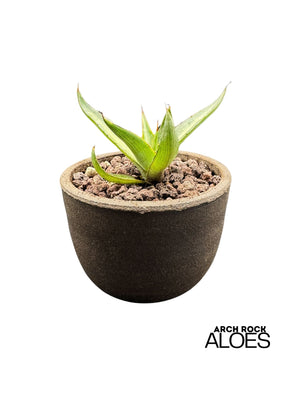 Agave ghiesbreghtii