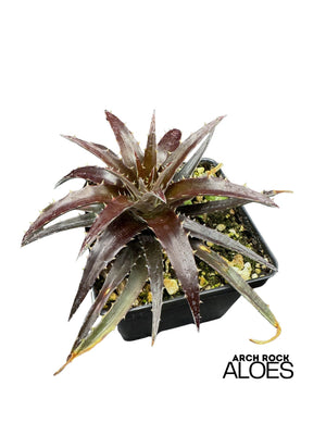Dyckia 'Burgundy Ice'