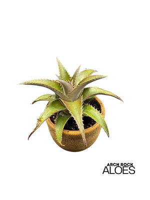 Dyckia platyphylla