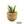 Agave Blue Glow (Agave attenuata x Agave ocahui)