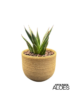 Agave Blue Glow (Agave attenuata x Agave ocahui)