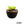 Agave vilmoriniana