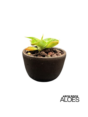 Agave vilmoriniana