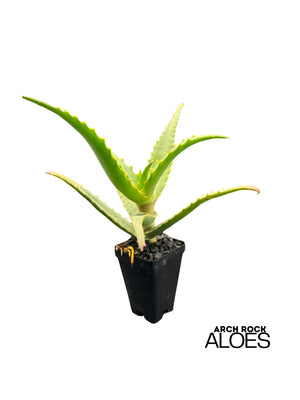 Aloe rubroviolacea x Aloe rupestris