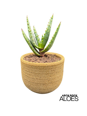 Aloe rupestris × Aloe excelsa