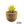 Ferocactus (F. echidne x glaucescens)