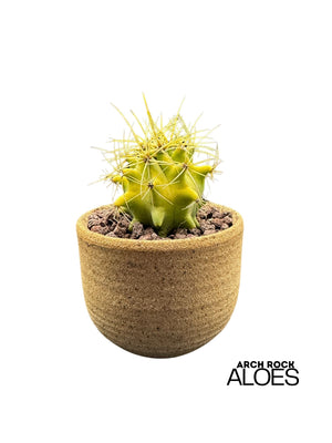 Ferocactus (F. echidne x glaucescens)
