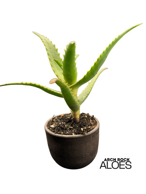 Aloe rubroviolacea x Aloe rupestris