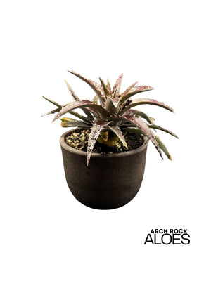 Dyckia 'Burgundy Ice'