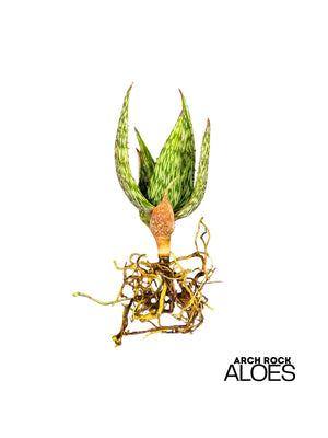 Aloe harlana