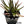 Aloe divaricata hybrid specimen