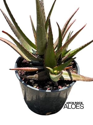 Aloe divaricata hybrid specimen