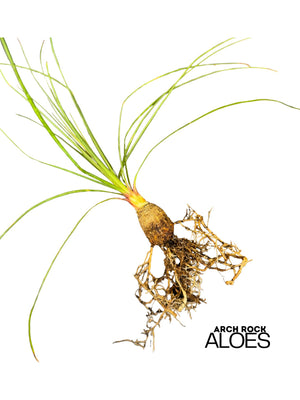 Calibanus hookeri x Beaucarnea