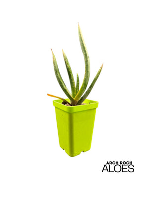 Kumara plicatilis x Aloe excelsa