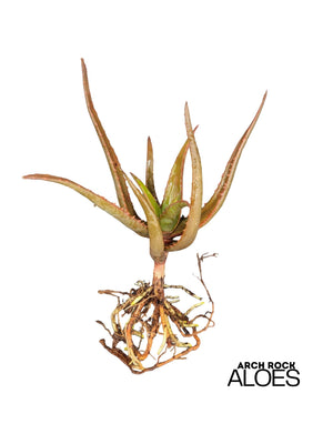 Aloe ‘Guinan’