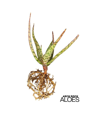 Aloe labworana hybrids