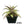 Dyckia platyphylla