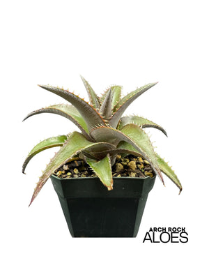 Dyckia platyphylla