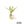 Agave ghiesbreghtii
