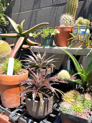 Dyckia 'Burgundy Ice'
