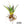 Agave shawii var. goldmaniana seed-grown specimen bare root with healthy root system