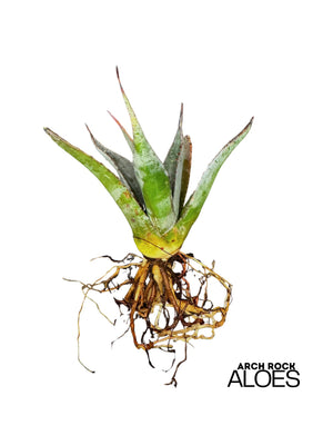 Agave shawii var. goldmaniana seed-grown specimen bare root with healthy root system