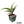 Aloe arenicola x Aloe rubroviolacea — One-Off Specimen