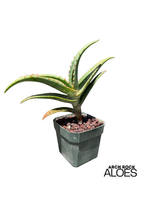 Aloe arenicola x Aloe rubroviolacea — One-Off Specimen