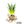 Agave Blue Glow (Agave attenuata x Agave ocahui)