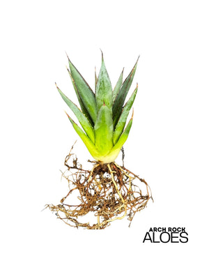 Agave Blue Glow (Agave attenuata x Agave ocahui)