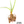 Yucca potosina
