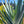 Kumara plicatilis x Aloe speciosa specimen LG