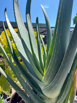 Kumara plicatilis x Aloe speciosa specimen LG