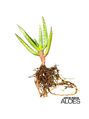 Aloe rupestris × Aloe excelsa