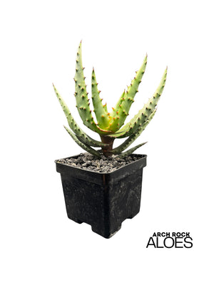 Aloe rupestris × Aloe excelsa