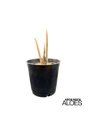Aloe suzannae