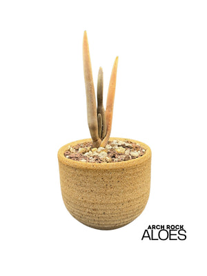 Aloe suzannae