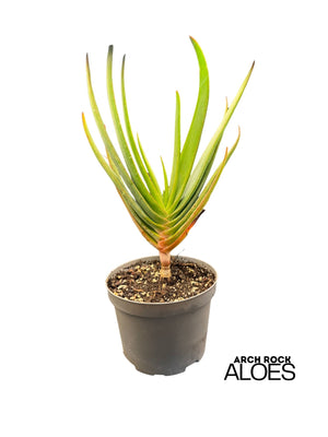 Kumara plicatilis x Aloe speciosa specimen